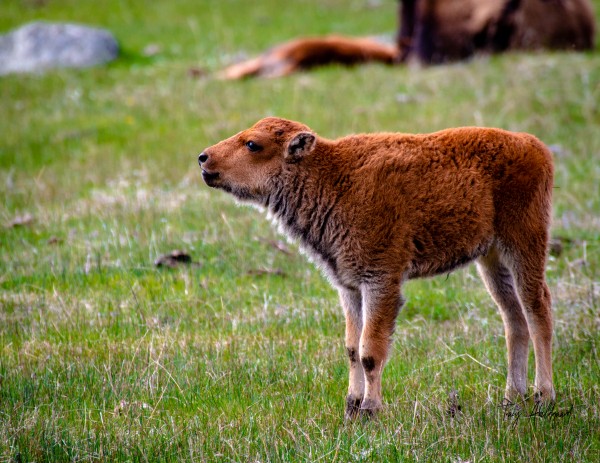 Mooing Calf   Hi   Res    by Tracy Abildgaard